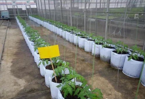 无土栽培天麻：革新农业种植技术，开启绿色未来？