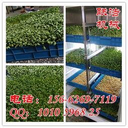 《全自动芽苗菜种植技术：现代农业的创新突破与未来展望》