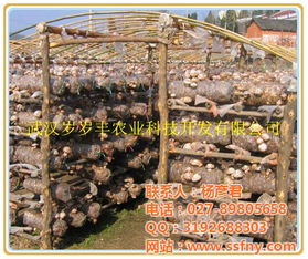 《揭秘食用菌种植：小技巧大收益，你准备好了吗？》