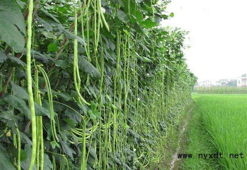 豆角种植管理技术大全：揭秘高效种植之道