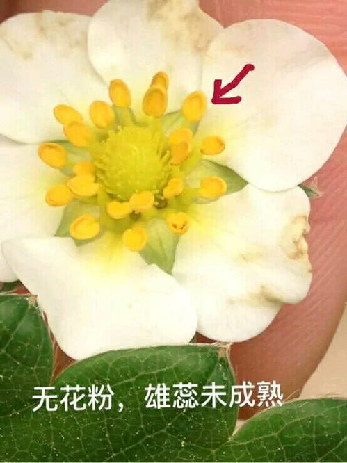草莓种植入门指南：新手如何开启甜蜜事业？