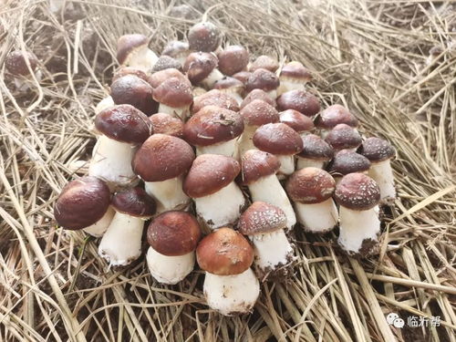 揭秘赤松茸种植技术：如何打造高效益的菌菇王国？