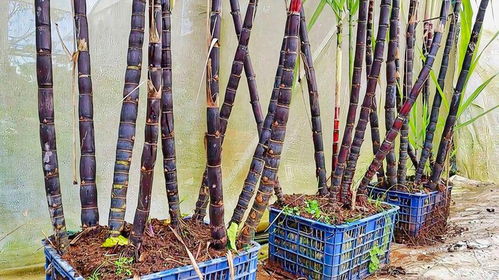 盆栽甘蔗种植：小空间大收获，家庭种植新潮流