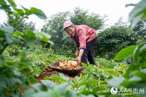 德甜二号羊奶果种植技术揭秘：如何打造高产优质果园？