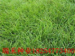 草坪种植技术视频：揭秘打造绿色家园的秘密武器