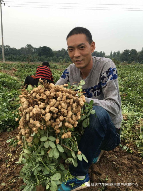 花生种植管理：揭秘高产关键技术，产量翻倍不是梦！