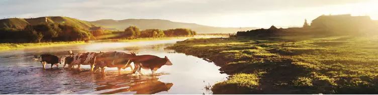 国内农产品流通模式分析_农产品生产企业_农产品供应链优化