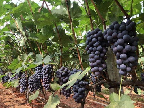 葡萄高产种植技术解析：揭秘如何打造亩产千斤的葡萄园？
