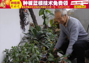 揭秘板蓝根种植技术：如何高效打造“药草之王”？