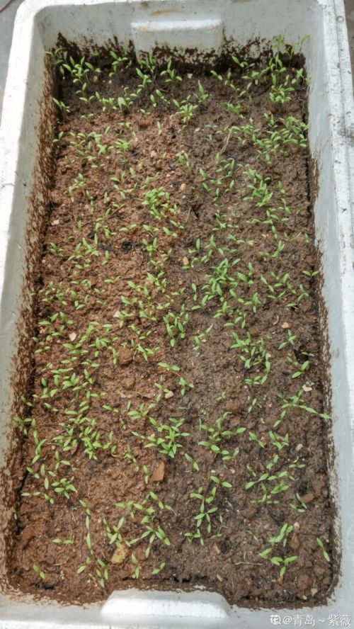 桑黄泡沫箱种植技术革新：揭秘高效生态农业新篇章