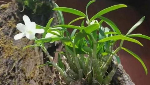 黄草石斛人工种植技术揭秘：绿色财富的培育之道