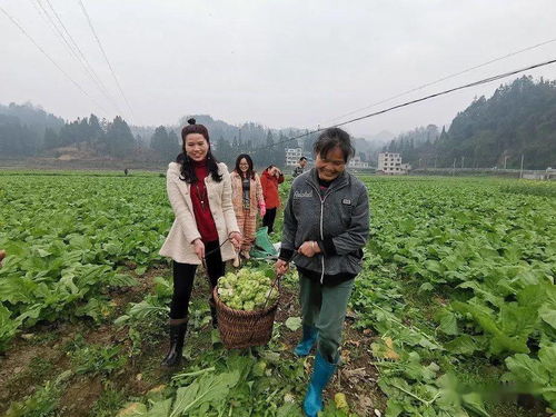 揭秘榨菜种植奥秘：技术与管理之道