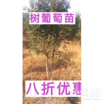 揭秘嘉宝果树种植：技术与管理，让“宝石果”绽放光彩