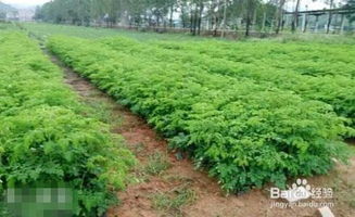 《辣木籽种植：揭秘热带植物的健康密码与高效技术》