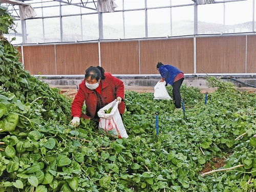 破解绿色密码：揭秘高效药材种植技术