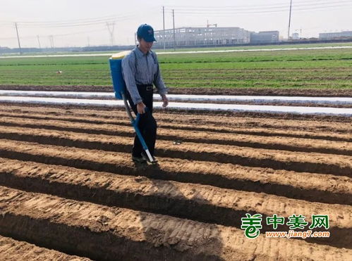 揭秘高效种植姜技术，视频教学助您轻松增收