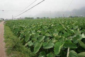 《芋头种植与管理：揭秘高效增收的秘密武器》