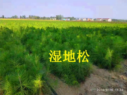 湿地松种植技术揭秘：如何打造高效生态林？