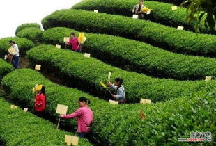 香茶种植，如何从田间到杯中——揭秘香茶种植技术的奥秘