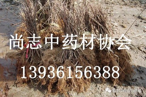 五味子种植：揭秘高效产量的秘密武器