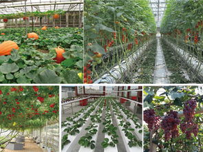 《广东蔬菜种植技术培训：如何提升产量与品质？》