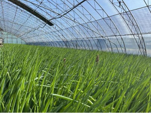 大棚葱种植技术揭秘：如何提高产量与品质？