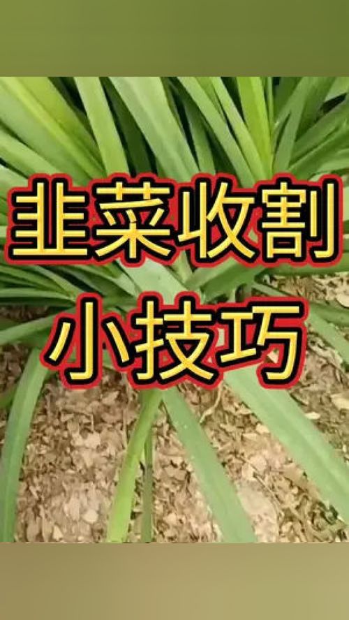 《韭菜种植攻略：从播种到收获，专家带你掌握高效种植技巧！》