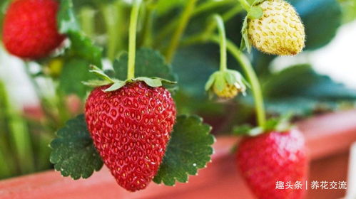 《草莓种植秘籍：揭秘高效益的种植技术与方法》