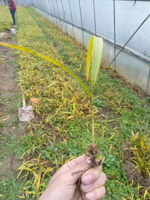 《白芨种苗种植攻略：揭秘高效培育秘诀，让收益翻倍！》