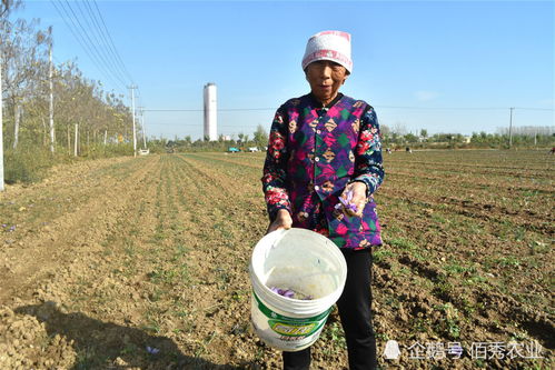 藏红花种植新篇章：揭秘中药材的绿色黄金之路