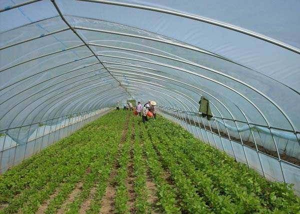 赤峰地区温室大棚尖椒种植管理技术解析：如何实现高产高效？