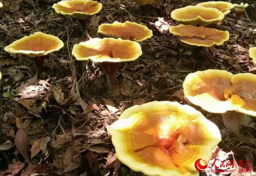 灵芝菌种植：揭秘绿色致富密码，开启生态农业新篇章