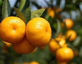 揭秘新品种柑橘种植革命：技术革新助力产业升级