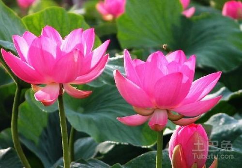 荷花种植攻略：揭秘自然水域中的绿宝石培育之道