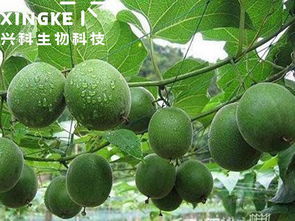 揭秘罗汉果种植与管理：从新手到专家的进阶指南