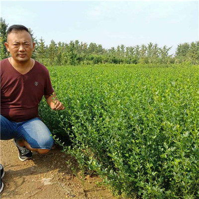 揭秘苗木种植技术服务：如何提升成活率，打造绿色生态未来？