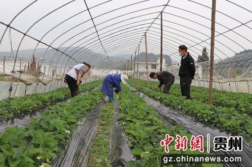 草莓椒种植技术揭秘：如何培育出高品质的“红宝石”？