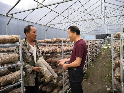 《香菇种植技术培训：掌握核心，提升效益，你选对方向了吗？》