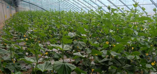 湖南大棚蔬菜种植技术革新，揭秘高效益的秘密武器！