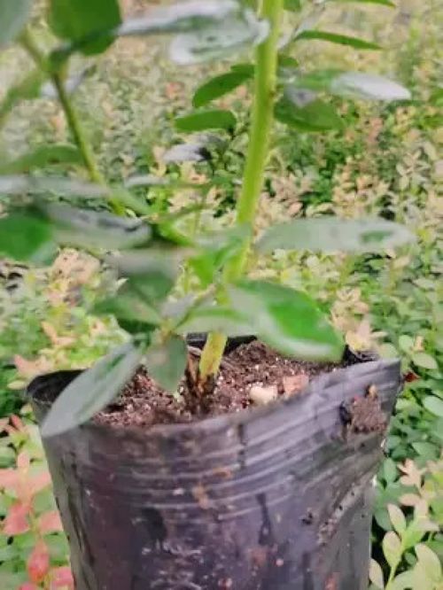 蓝莓树苗种植攻略：揭秘高效种植秘诀，让蓝莓产量翻倍！