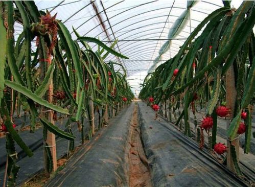 《揭秘火龙果高效种植技术：直播带你走进甜蜜事业》
