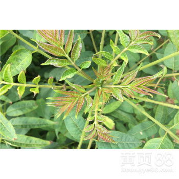 探索自然之美——揭秘红油香椿苗的种植奥秘