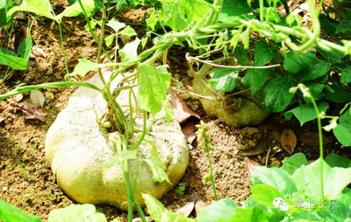 揭秘白地瓜种植新篇章：技术视频带你轻松掌握高效种植技巧