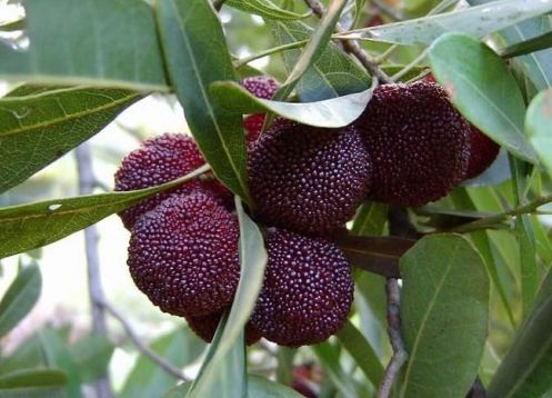 探秘大树杨梅种植：揭秘高产量高品质的种植秘笈