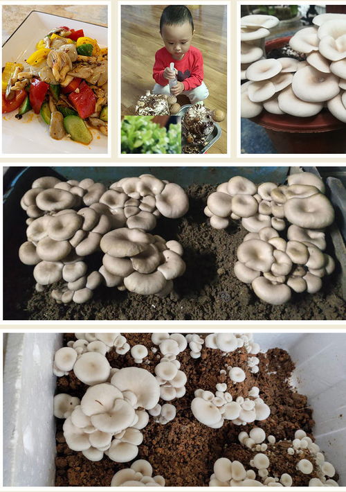 家庭蘑菇种植：开启绿色生活新篇章