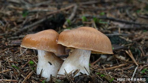 蘑菇种植：揭秘高效生态农业的秘密武器