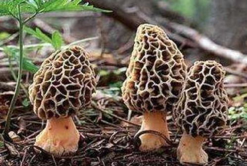 羊肚菌种植秘籍：揭秘最佳种植技术，带你走进财富之门