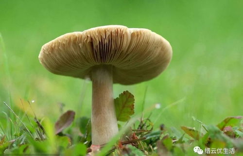《红蘑菇种植秘籍：揭秘高效培育之路，助你轻松收获美味》