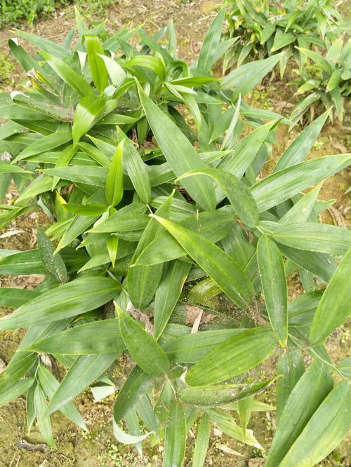 黄精块茎种植：揭秘高效益的生态农业新宠