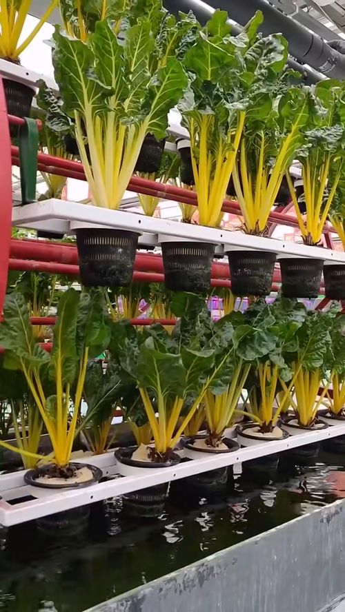 《探索未来农业：无土蔬菜种植技术，引领绿色革命新篇章？》